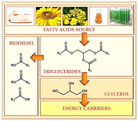 Glycerol Essential for Biodiesel Production and Polymer Synthesis