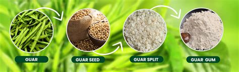 Guar Gum: A Versatile Biopolymer for Food Thickening and Hydraulic Fracturing Applications