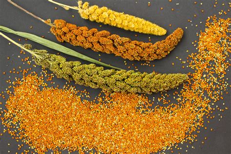  Millet Exploring its Versatility as a Gluten-Free Grain and Sustainable Biofuel Feedstock!